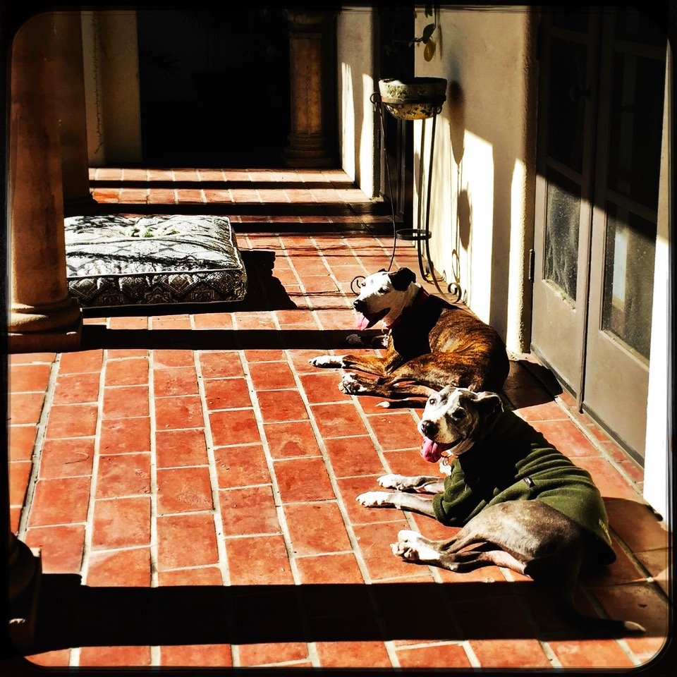 &nbsp; &nbsp; &nbsp; &nbsp;Just a coupla' cute old ladies from Los Angeles' animal shelters, enjoying their best lives.&nbsp;