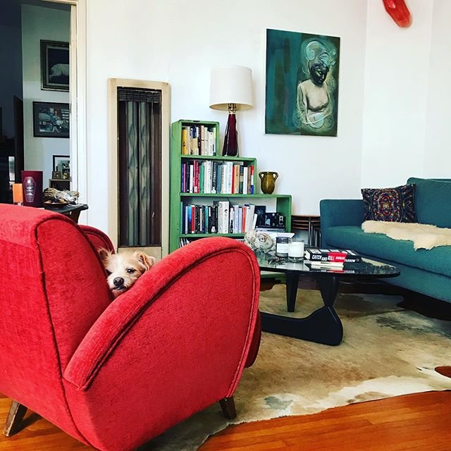 It’s been a long week, so you know what one half of Lily Spindle (the @toomanyterriers half) is doing on this Saturday night? Reading @ronanfarrow’s “Catch and Kill” while burning a rose and sandalwood @paddywaxcandles, surrounded by four terriers (one of which is a @maedayrescue foster and he is BEYOND adorable). Donut is seemingly unimpressed, however, given his expression. Hope you’re having an equally wonderful night, wherever you are and whatever you’re doing! 😘 #reallife #notstaged #messybutloved #livingwithart #calilife #booklover #mustlovedogs🐾