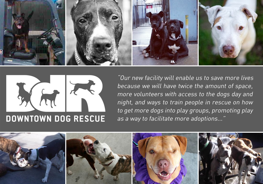 A 501c3 based in Los Angeles, DDR is changing the face of animal rescue here in California and beyond.