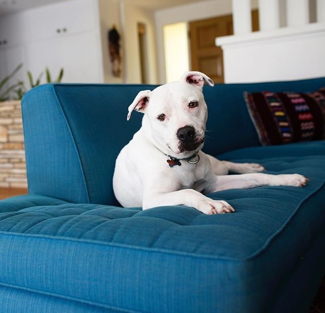 We may be a day late but we’re certainly not a dog short when it comes to #nationalpitbullawarenessday! Did y’all know that the LILY in our name is for this glorious girl right here, the precious babe belonging to one of our founders, @debvigna? A mange-y mess when she was saved by @downtowndogrescue six years ago, she’s grown into the most gorgeous, hilarious, curious, loving, spirited girl. We ❤️ you, Lily! #dontbullymybreed (photo by @rita_earl_blackwell)