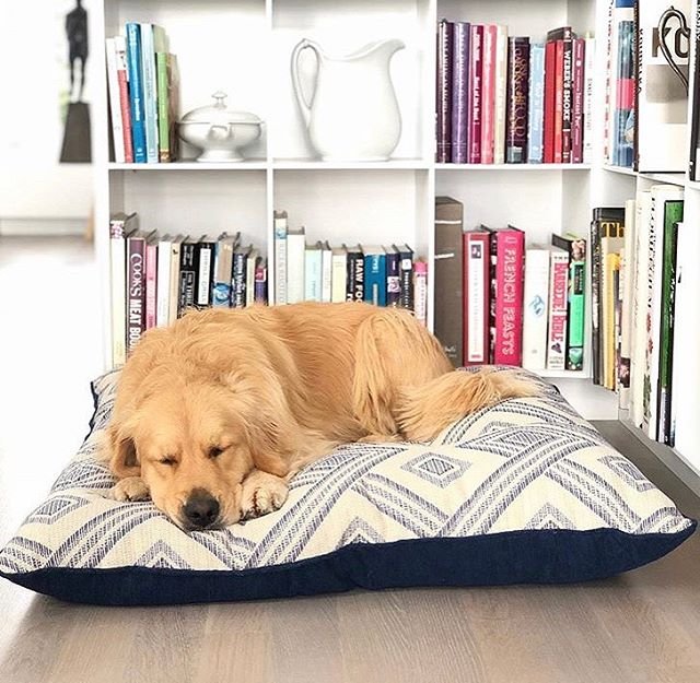 Happy Monday!!! In case you missed the news that we began designing dog beds this year, WE HAVE DOG BEDS! Well, we call them @petpoufs to be fair to the canine lovers, too (and trust us, kitties love our beds as much as the pups!). Starting the week off right, lounging like it’s a competition and she is WINNING that gold medal, Ginger makes the EXTRA (38”x42”) Sammy pet pouf even more fabulous. Her parents @coastalmaine and their exquisite Maine decor certainly doesn’t hurt! PS we’re nearly SOLD OUT of the Sammy design, so if you’ve been considering one, we suggest nabbing it ASAP! You can find our beds, made with love in Los Angeles, by going directly to petpoufs.com or through our Lily Spindle site and clicking on Pet Poufs. ✨(And big thanks to @mj_blanchette who gifted this pet pouf to Ginger!) #petpouflife