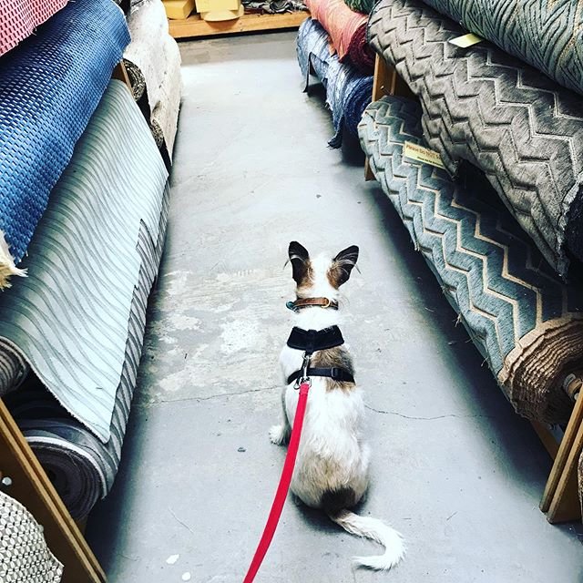 When shopping for fabric for a top secret project, always bring along a dog with discerning taste and a trustworthy character. @toomanyterriers 
__________
#jackrussellterrier #welovedogs #animallovers #designerswholovedogs #lilyspindledesign #fabricshopping