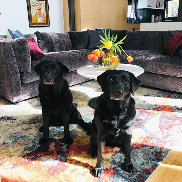 Dog fur sprinkled throughout your home makes everything more beautiful, in our opinion. ❤️ More to see and share of this gorgeous home soon. For now, the resplendent furry residents of #projectsunsetbark #frankieandscout 👯‍♂️
.
.
#doglovers #animallovers #interiordesign #interiors #californialife #santamonica #blackdogsrule #lilyspindlestyle